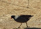 Common Gallinule (26)