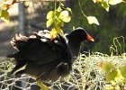 Common Gallinule (27)