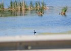 Common Gallinule (5)