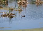 Common Gallinule (6)