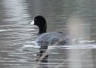 101American Coot (13)