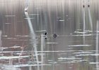 American Coot (1)
