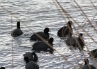 American Coot (13)