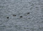 American Coot (14)