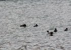 American Coot (15)