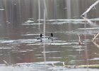 American Coot (2)