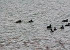 American Coot (23)