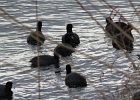American Coot (24)