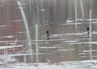 American Coot (3)