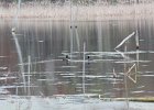American Coot (5)
