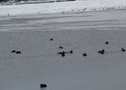 American Coot (6)