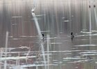 American Coot (7)