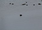 American Coot (9)