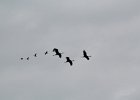 Sandhill Crane (10)