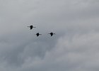 Sandhill Crane (11)