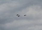 Sandhill Crane (12)