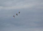 Sandhill Crane (16)