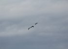 Sandhill Crane (17)