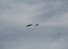 Sandhill Crane (21)