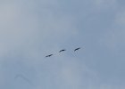 Sandhill Crane (24)