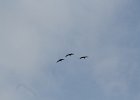 Sandhill Crane (25)