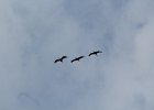 Sandhill Crane (27)