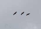 Sandhill Crane (28)