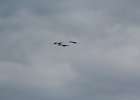 Sandhill Crane (3)