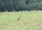 Sandhill Crane (38)