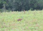 Sandhill Crane (39)