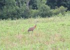 Sandhill Crane (40)