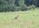Sandhill Crane (41)