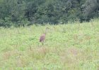 Sandhill Crane (44)