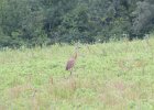Sandhill Crane (45)