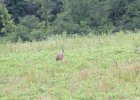 Sandhill Crane (46)
