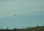 Sandhill Crane (48)