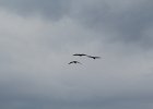 Sandhill Crane (5)