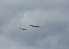 Sandhill Crane (6)