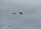 Sandhill Crane (7)