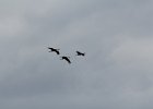 Sandhill Crane (9)