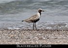 027 - 261 Black-bellied Plover