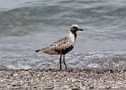 101Black-bellied Plover (2)