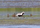 101Black-bellied Plover