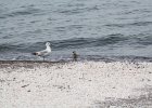 Black-bellied Plover (12)