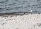 Black-bellied Plover (13)