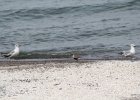 Black-bellied Plover (14)