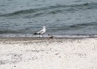 Black-bellied Plover (15)