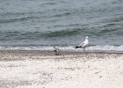 Black-bellied Plover (16)
