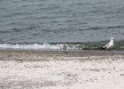 Black-bellied Plover (17)
