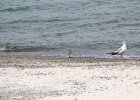 Black-bellied Plover (18)